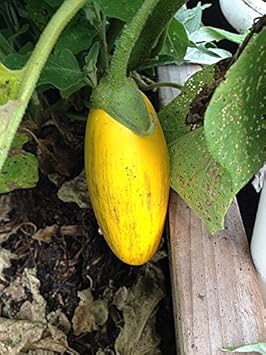 Yellow eggplant Solanum melongena seeds for planting in vegetable patch