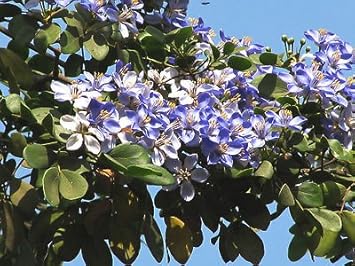 Blue Lignum Vitae Flower Planting Seeds for Garden NON GMO Seeds