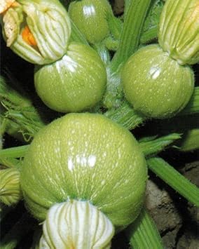 Green Ronde de Seeds for Planting - 100 Pcs pcs