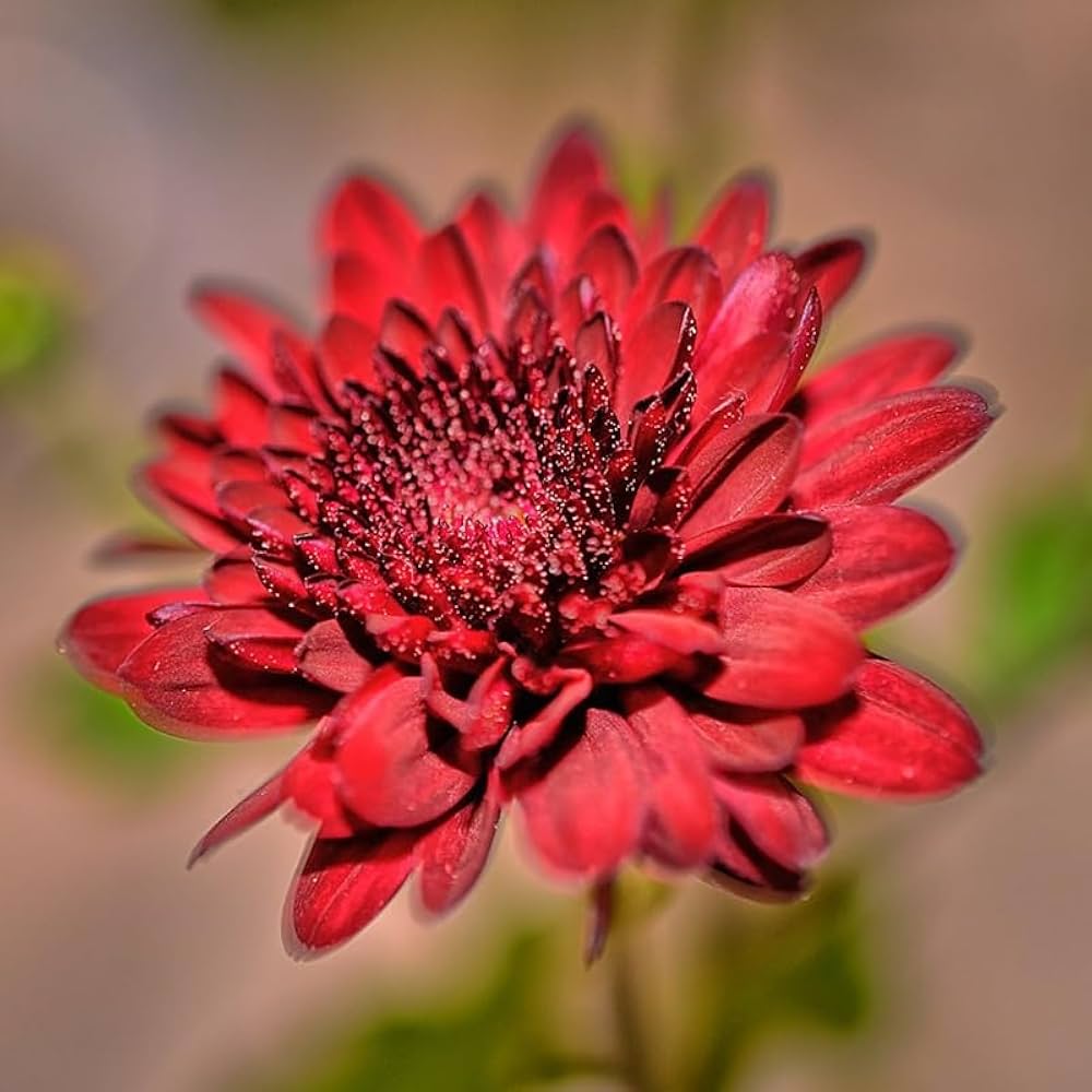 Heirloom Non-GMO Red Chrysanthemum Flower Seeds for Planting ƒ?? Bold Autumn Garden Blooms for planting in your garden.