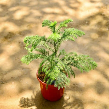 Heirloom Non-GMO Araucaria Flower Seeds for Planting – Rare Evergreen Tree Seeds