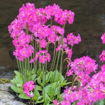 Pink Primrose Flower Seeds for Planting, 100 Pcs pcs