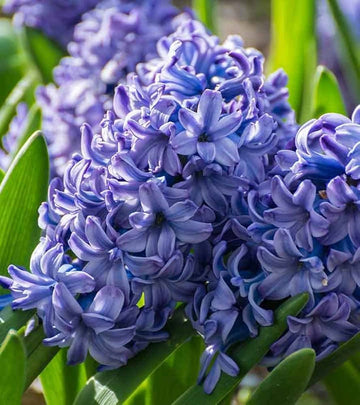 Hyacinthus Blue Flower Seeds for Planting ƒ?? Organic, Heirloom, Non-GMO Seeds