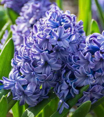 Hyacinthus Blue Flower Seeds for Planting – Organic, Heirloom, Non-GMO Seeds