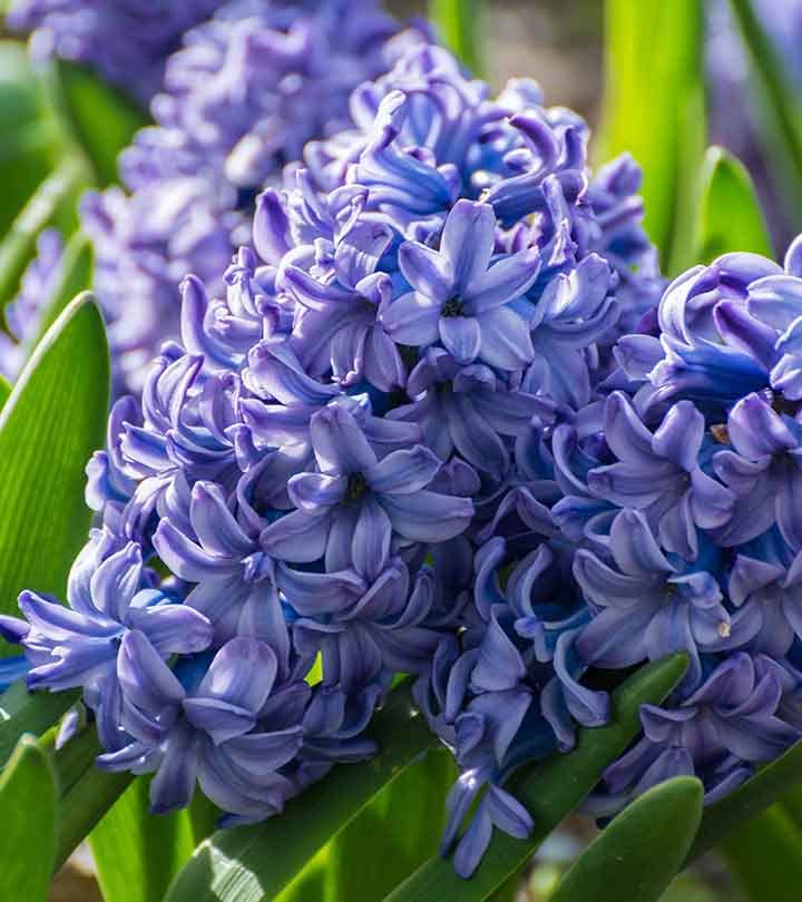 Hyacinthus Blue Flower Seeds for Planting ƒ?? Organic, Heirloom, Non-GMO Seeds for planting in your garden.