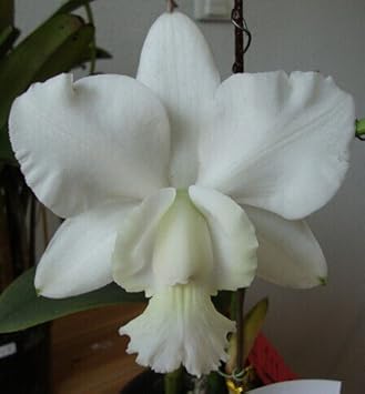 White Cattleya Flower Seeds ƒ?? Heirloom Non-GMO Fresh Seeds for Garden Planting