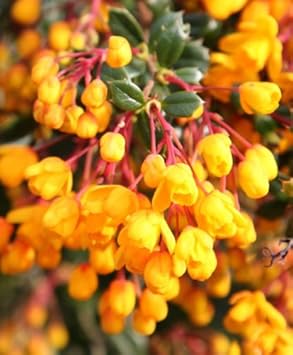 Yellow Darwinii Flower Seeds for Planting, 100 pcs