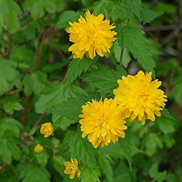 Yellow Kerria Japonica Flower Seeds for Planting - NON GMO Seeds