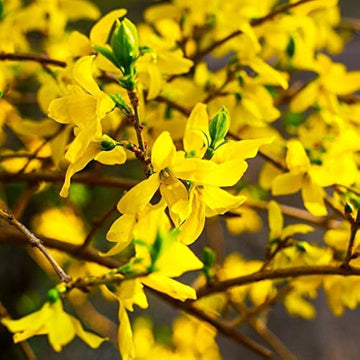 Heirloom Yellow Forsythia Flower Seeds for Planting, Non-GMO, Pale Yellow Blooms