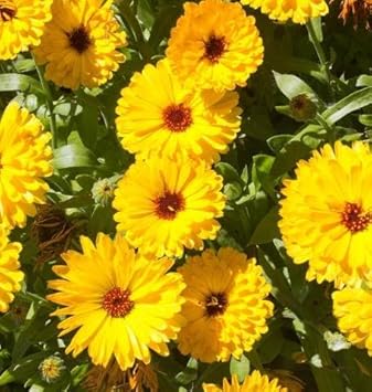 Yellow Calendula Flower Seeds, Heirloom, Non-GMO Seeds for Planting seeds for planting in home garden
