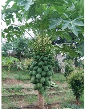 Star Fruit Seeds - Unique and Refreshing Star Fruit for Your Garden 100 Pcs pcs