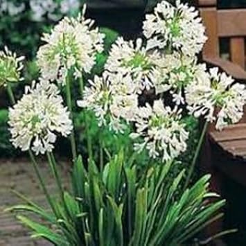 Agapanthus Plant Seeds for Planting - NON GMO Seeds
