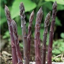 Asparagus Vegetable Seeds for Planting - 100 Pcs pcs