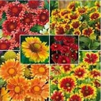 Mixed Gaillardia Blanket Flower Seeds - 100 Pcs pcs