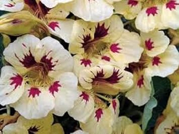 Cream Ladybird Flower Seeds for Planting - NON GMO Seeds