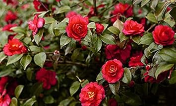 Red Camellia Flower Seeds for Planting – Organic, Heirloom, Non-GMO Seeds