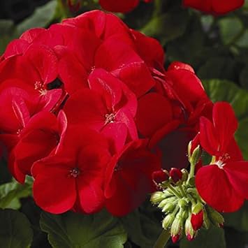 Deep Red Geranium Heirloom Non-GMO Seeds for Planting