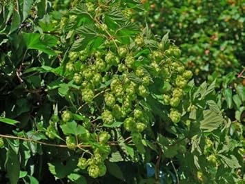 Dorado Hop Seeds for Planting heirloom & Non-GMO Seeds