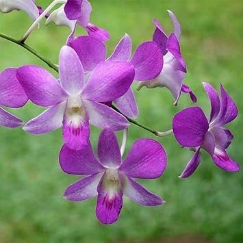 Heirloom Non-GMO Dendrobium Flower Seeds for Planting – Exotic Orchid Blooms for Indoors & Gardens