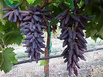 Purple Finger Grape Fruit Seeds for Planting - Heirloom and Non-GMO Seeds for Home Garden