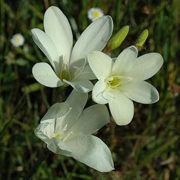 Heirloom Non-GMO White Sparaxis Flower Seeds for Garden Planting – Star-Shaped Spring Blooms