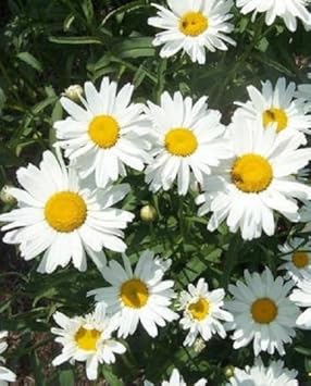White Leucanthemum Flower Seeds for Planting – Fresh, Organic, Heirloom, Non-GMO Daisy Seeds