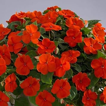 Orange Impatiens Flower Seeds for Planting - 100 pcs