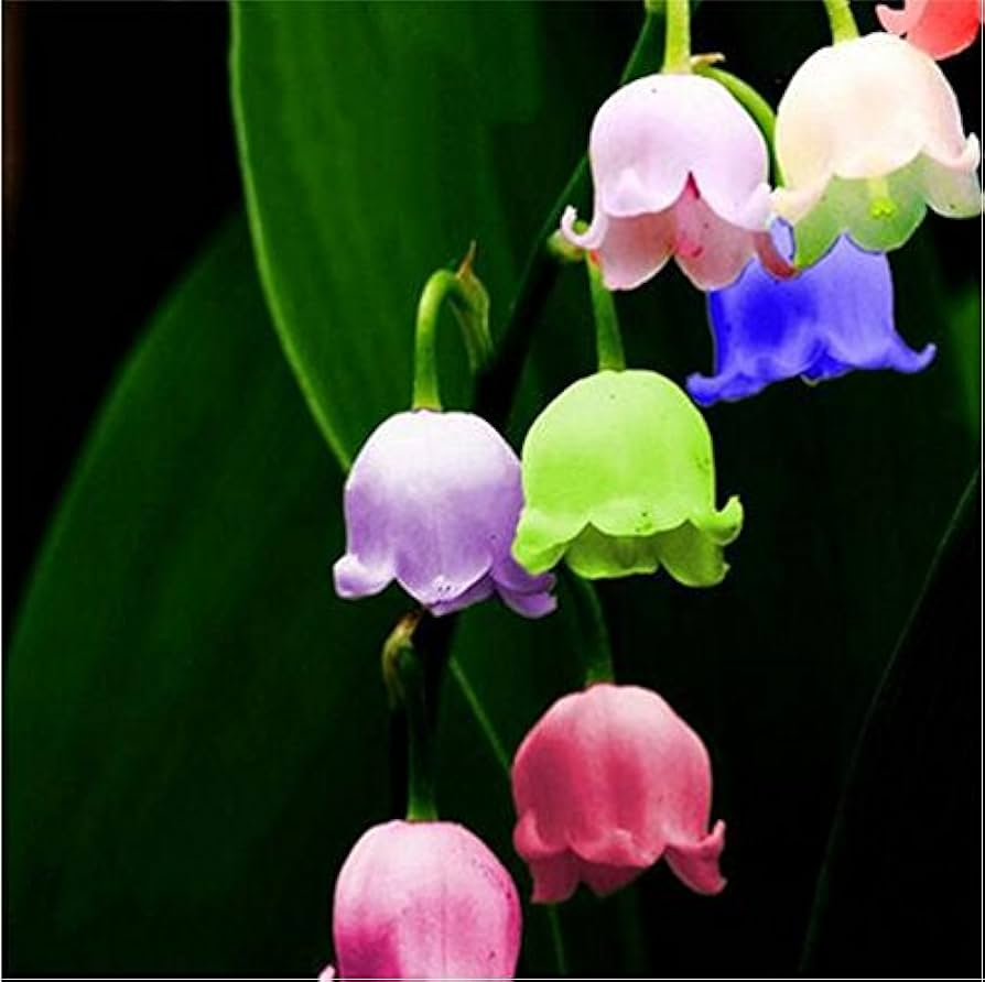 Heirloom Mixed Bell Orchid Flower Seeds ƒ?? Non-GMO Colorful Garden Blooms for Planting for planting in your garden.