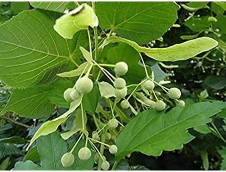American Basswood Tree Seeds for Planting - NON GMO Seeds