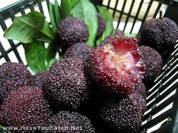Black Arbutus Bayberry Arbutus unedo seeds for planting in home garden