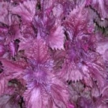Purple Frutescens Perilla Plant Seeds - Grow Versatile Herb for Culinary Use 100 Pcs pcs