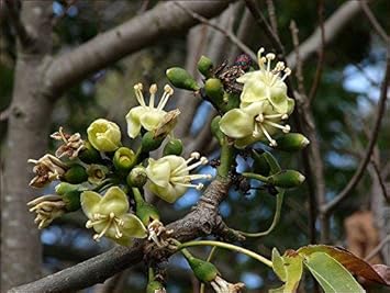 Light Yellow Ceiba Pentandra Flower Seeds for Planting - NON GMO Seeds