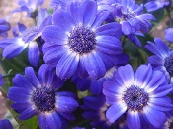 Purple Iberidifolia Flower Seeds for Garden - NON GMO Seeds