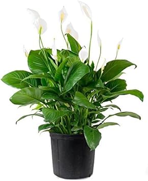 Green Spathiphyllum Plant Seeds for Planting - 100 pcs