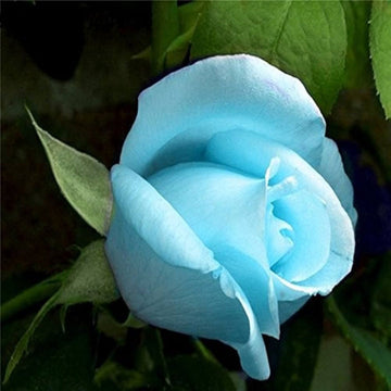 Ice Blue Rose Plant Seeds for Planting Non-GMO Heirloom Garden Seeds for Growing Beautiful Flowers