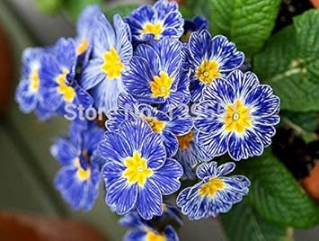 Heirloom Blue Zebra Primula Flower Seeds for Planting – Non-GMO Perennial Garden Blooms