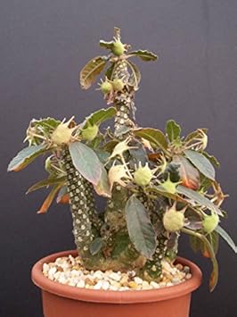 Green Dorstenia Foetida Rare Plant Seeds for Decorative Gardens-Heirloom & Non-GMO Seeds for planting – Fresh Herb for Your Garden