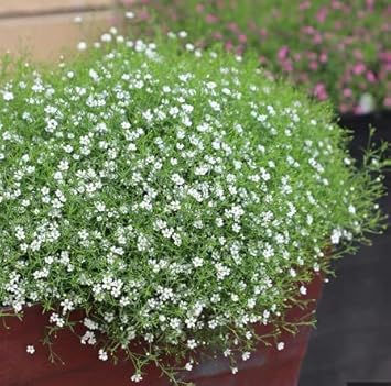 Heirloom Green Gypsophila Flower Seeds, Non-GMO Delicate Blooms for Planting