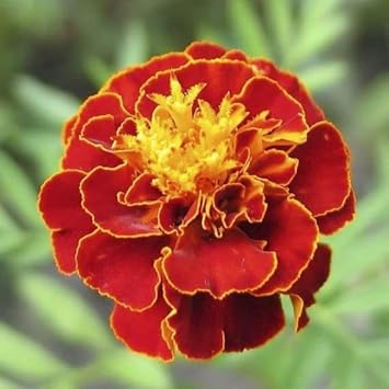 Multi-Colored Marigold Flower Seeds - 100 pcs for planting in your garden.