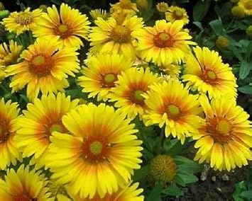 Yellow Gaillardia Flower Seeds for Planting – 100 pcs