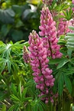Pink Lupine Flower Seeds for Planting, NON GMO Seeds