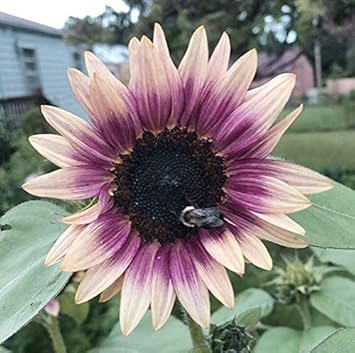 Cream Violet Sunflower Seeds for Planting – Unique Bicolor Blooms | Garden-Ready Non-GMO Seeds