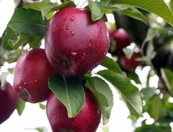 Cereza Fruit Seeds - Sweet and Juicy Cherries for Your Garden 100 Pcs pcs