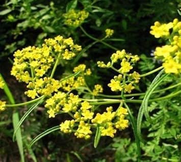 Yellow Thorowax Plant Seeds - 100 pcs
