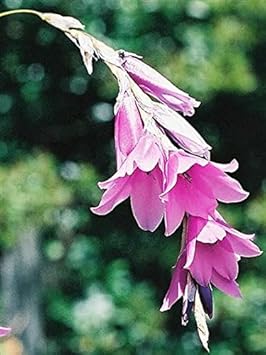 Purple Dierama Pendulum Flower Seeds for Planting - NON GMO Seeds