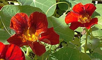 Heirloom Red Nasturtium Flower Seeds for Planting – Non-GMO, Vibrant Edible Garden Blooms