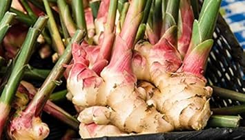 Perennial Ginger Seeds for Planting, Green and White, NON GMO Seeds