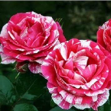 Pink White Stripe Rose Plant Seeds for Planting - Non-GMO Heirloom Garden Seeds for Home Growing
