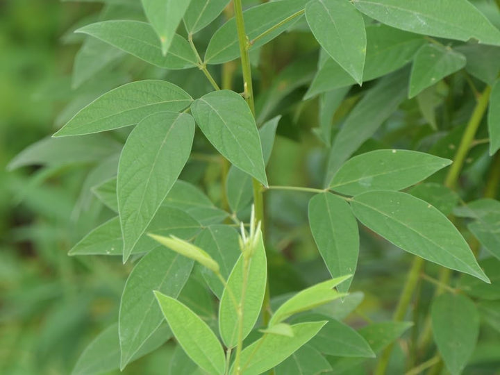 Cajanus Cajan Plant Seeds for Growing Hearty and Nutritious Legumes 100 Pcs pcs