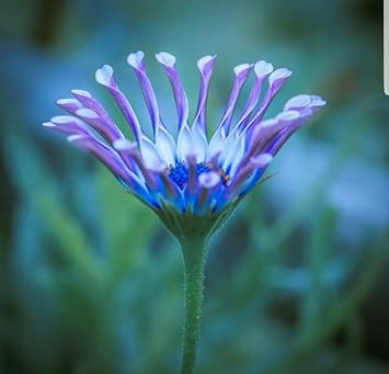 Shrubby Daisy Bush Flower Seeds for Planting â€“ NON GMO Seeds for planting in home garden